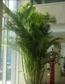 南通0513園藝 專業(yè)植物、花草、盆景租賃與養(yǎng)護服務