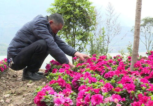 新建村 發(fā)展花卉苗木產業(yè)，壯大村集體經濟