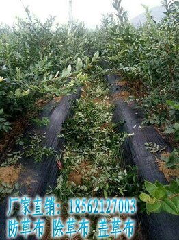 園藝與農業(yè)領域防草布應用指南 果園林業(yè)除草布價格、廠家及服務解析