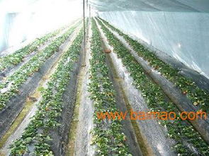 優(yōu)質(zhì)蘭州農(nóng)用地膜與嘉峪關(guān)西瓜專用膜的供應(yīng)指南與市場(chǎng)分析